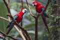 Red and green macaw or green winged macaw, scientific name ara chloropterus parrot bird in Parque das aves Foz do Iguacu Brazil Pa Royalty Free Stock Photo