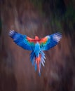 Red and Green macaw with wings spread Royalty Free Stock Photo