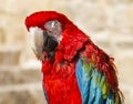 The red-and-green macaw (Ara chloropterus)