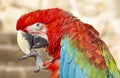 The red-and-green macaw (Ara chloropterus)