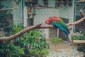 Red and green macaw in zoo Royalty Free Stock Photo