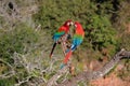 Red And Green Macaws, Ara Chloropterus, Buraco Das Araras, near Bonito, Pantanal, Brazil Royalty Free Stock Photo