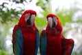 Red-and-green macaws Royalty Free Stock Photo