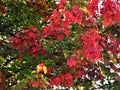 Red and green maple leaves in autumn