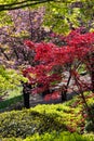 Red and green Maple with some Cherry trees Royalty Free Stock Photo