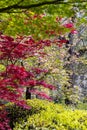 Red and green Maple with some Cherry trees Royalty Free Stock Photo