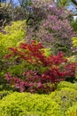 Red and green Maple with some Cherry trees Royalty Free Stock Photo