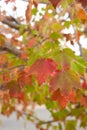 Red Green Maple Tree Seasonal Color Transition in Fall Royalty Free Stock Photo