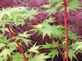 Red and green maples Royalty Free Stock Photo