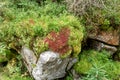 Red and green moss on a rock in the forest Royalty Free Stock Photo