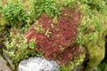 Red and green moss on a rock in the forest Royalty Free Stock Photo