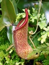 Red-green nepenthes Royalty Free Stock Photo