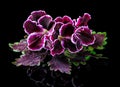 Red and green nettle leaf with velvet purple geranium flower iso