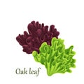 Red and green oak lettuce salad