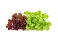 Red and green oak lettuce with water drops on white background Royalty Free Stock Photo