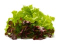 Red and green oak lettuce with water drops on white background Royalty Free Stock Photo