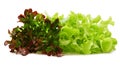 Red and green oak lettuce with water drops on white background Royalty Free Stock Photo