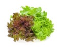 Red and green oak lettuce on white background Royalty Free Stock Photo