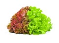 Red and green oak lettuce on white background Royalty Free Stock Photo