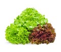 Red and green oak lettuce on white background Royalty Free Stock Photo