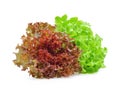 Red and green oak lettuce on white background Royalty Free Stock Photo