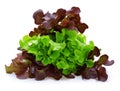 Red and green oak lettuce on white background Royalty Free Stock Photo