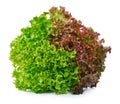 Red and green oak lettuce on white background Royalty Free Stock Photo