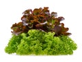 Red and green oak lettuce on white background Royalty Free Stock Photo