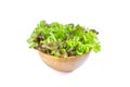 Red and Green oak lettuce In a wooden bowl on a white background Royalty Free Stock Photo