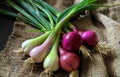 Red and green onions and shallots on burlap sack Royalty Free Stock Photo