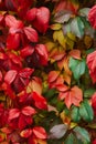 Red green and orange ivy wall Royalty Free Stock Photo