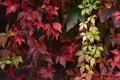 Red green and orange ivy wall Royalty Free Stock Photo