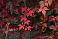 Red green and orange ivy wall Royalty Free Stock Photo