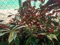 Red and green ornamental plants thrive in the school`s front yard