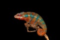 Red and green panther chameleon sitting on a branch on a black background