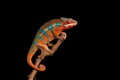 Red and green panther chameleon sitting on a branch on a black background
