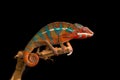 Red and green panther chameleon sitting on a branch on a black background