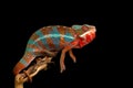 Red and green panther chameleon sitting on a branch on a black background