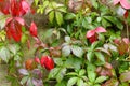 Red and green parthenocissus leaves