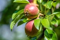 Red-green pears ripen in the summer