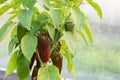 Red-green pepper grows in the greenhouse in the garden. Royalty Free Stock Photo