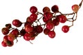 Red and green peppercorn berries on vine isolated Royalty Free Stock Photo