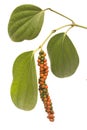 Red and green peppercorn berries on vine isolated