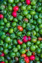 Red and green peppers or chiles from local gardens for sale Royalty Free Stock Photo