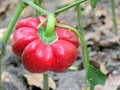 Red green peppers closeup Royalty Free Stock Photo