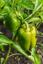 Red and green peppers growing in the garden Royalty Free Stock Photo