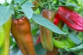 Red and green peppers growing in the garden Royalty Free Stock Photo