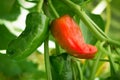 Red green Peppers in orchard field Royalty Free Stock Photo