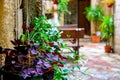 Red and green plants along the street in the old stone town Royalty Free Stock Photo