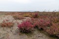 Red or green plants on saline alkali land Royalty Free Stock Photo